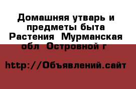 Домашняя утварь и предметы быта Растения. Мурманская обл.,Островной г.